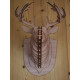Cabeza de ciervo en madera 40cm