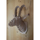 Wooden chamois head 38cm