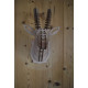 Wooden chamois head 38cm