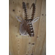 Wooden chamois head 38cm