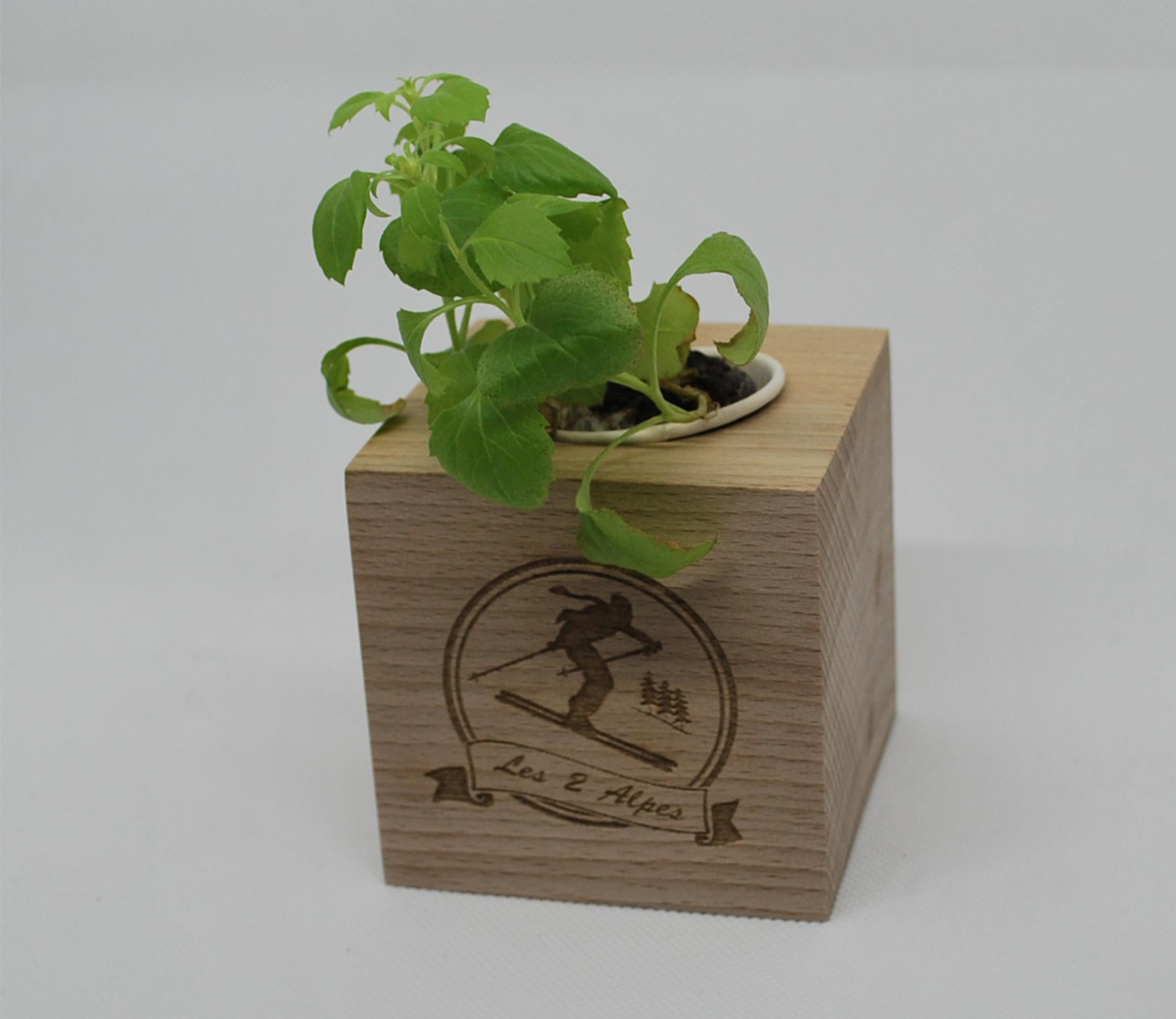 Cube écologique en hêtre massif avec plante à faire pousser